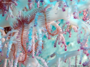 Soft coral (Chironephthya sp) with ophiure. by Stéphane Primatesta 